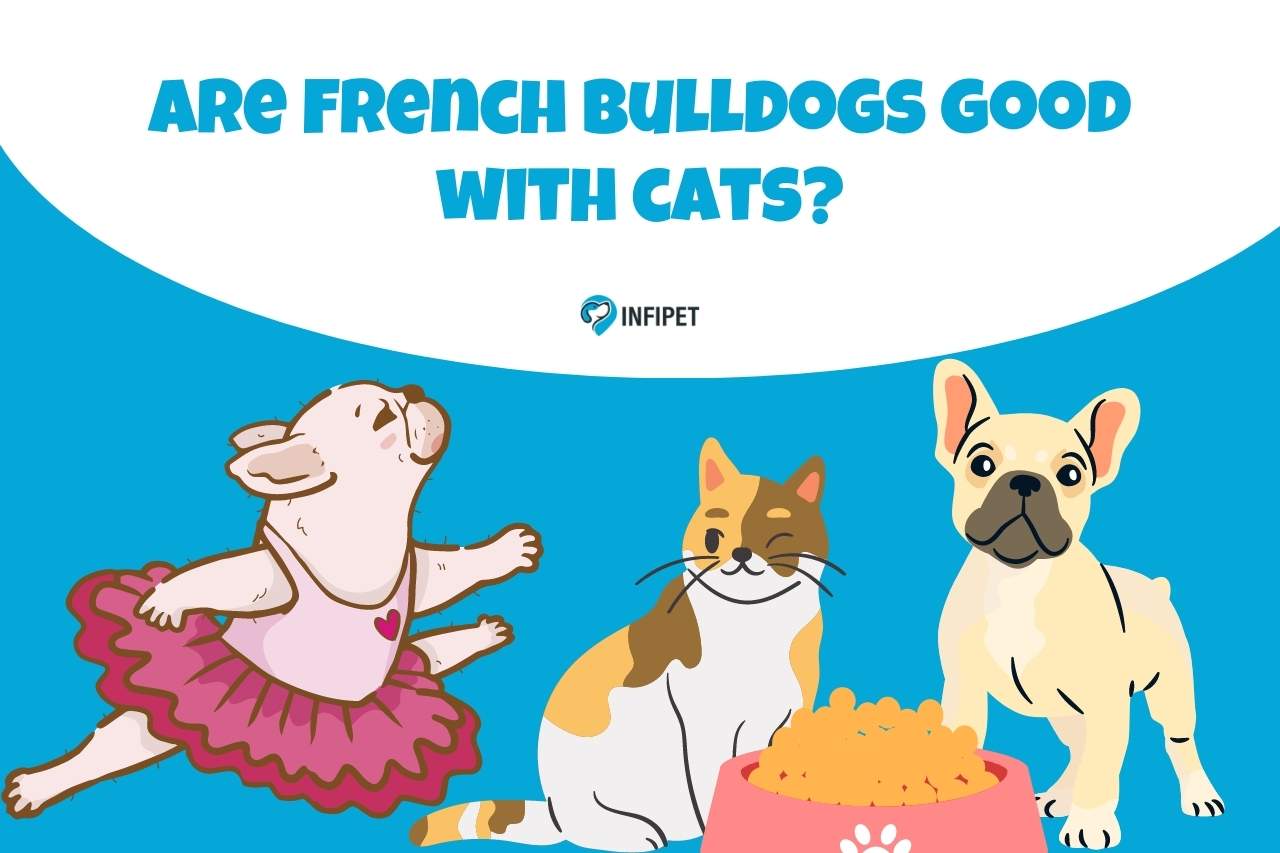 Are French Bulldogs Good with Cats? Assessing Their Compatibility!