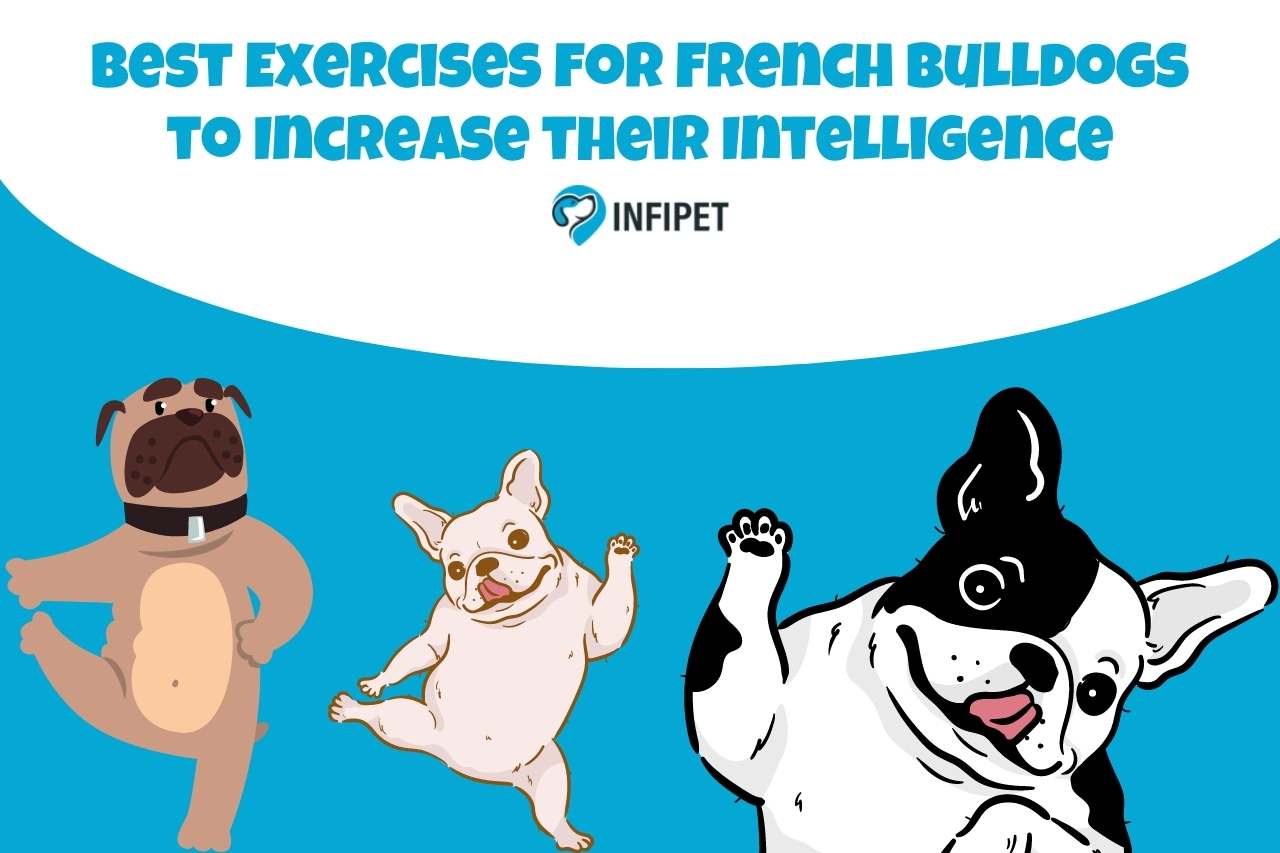 Best Exercises for French Bulldogs to Increase their Intelligence