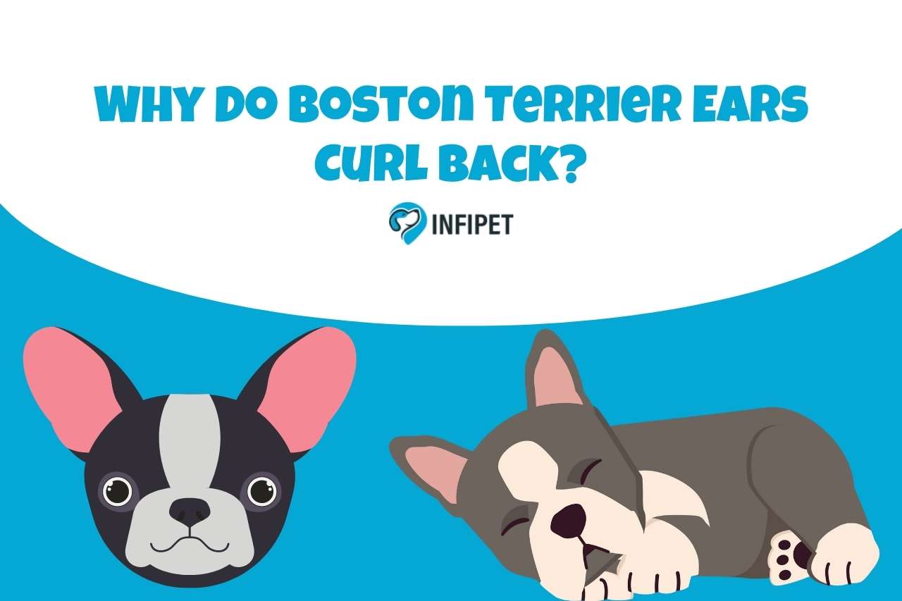 Why Do Boston Terrier Ears Curl Back