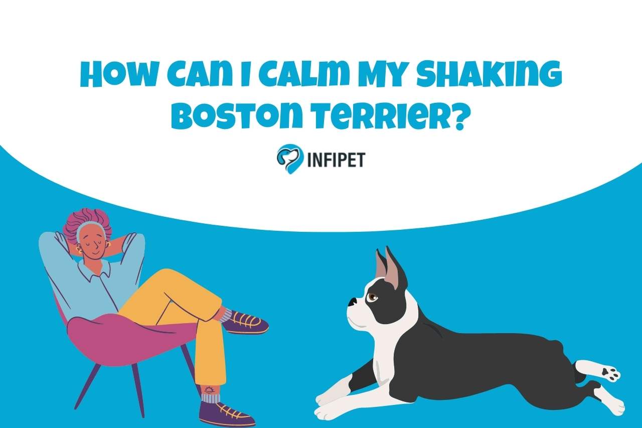How Can I Calm My Shaking Boston Terrier