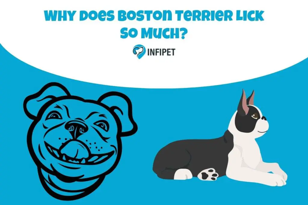 boston terrier lick so much