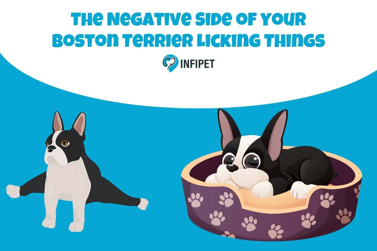 The Negative Side of your Boston Terrier Licking Things