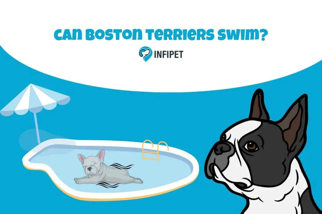 can boston terriers swim
