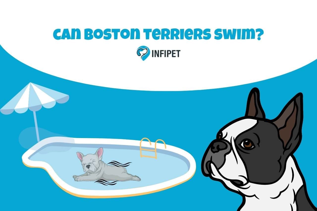 Can Boston Terriers Swim? Unraveling the Truth!