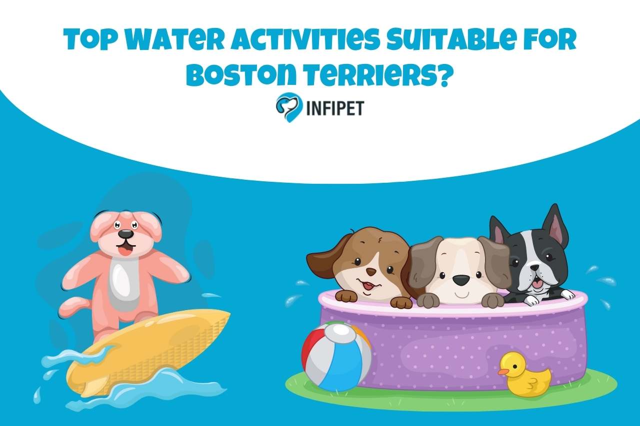 Top Water Activities Suitable for Boston Terriers