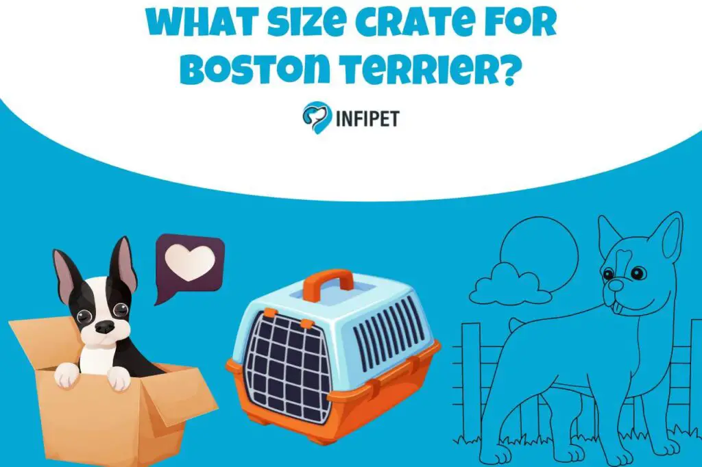 what size crate for boston terrier