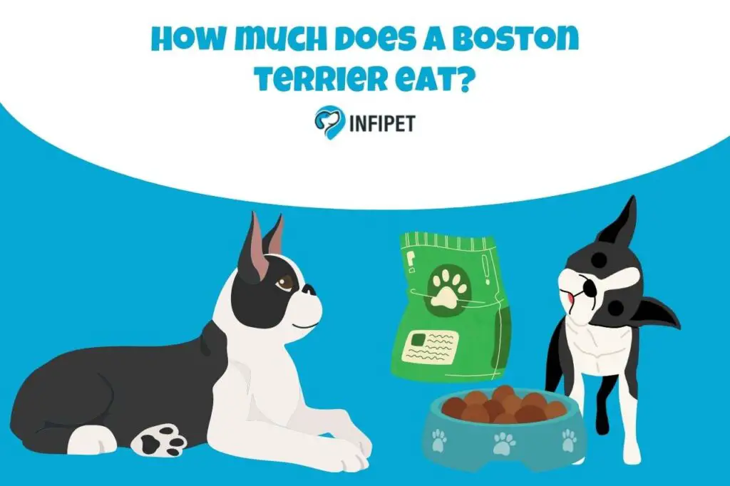 how much does a boston terrier eat