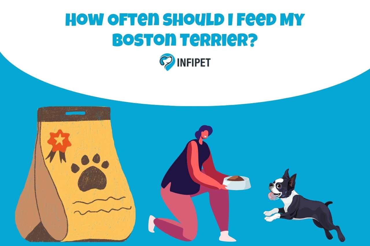How Often should I Feed My Boston Terrier