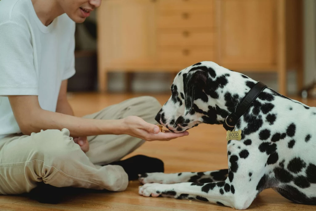 Best Canidae Optimal Nutrition Foods For Your Dog in 2023