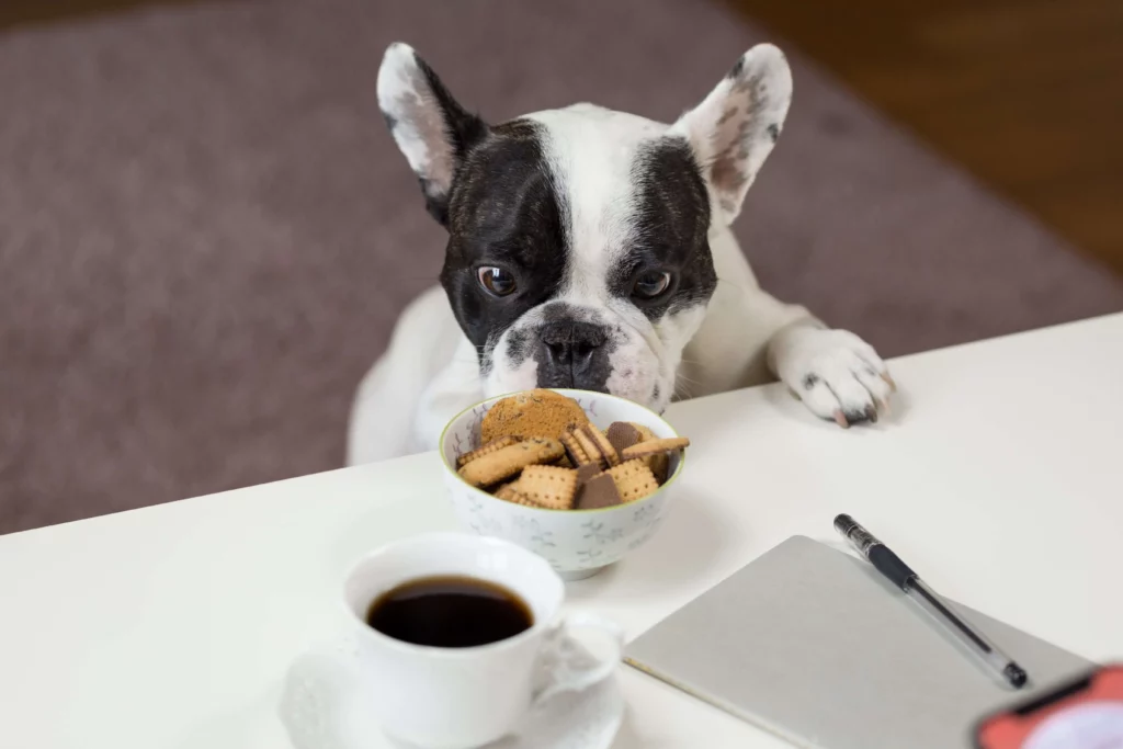 Best Canidae Optimal Nutrition Foods For Your Dog in 2023