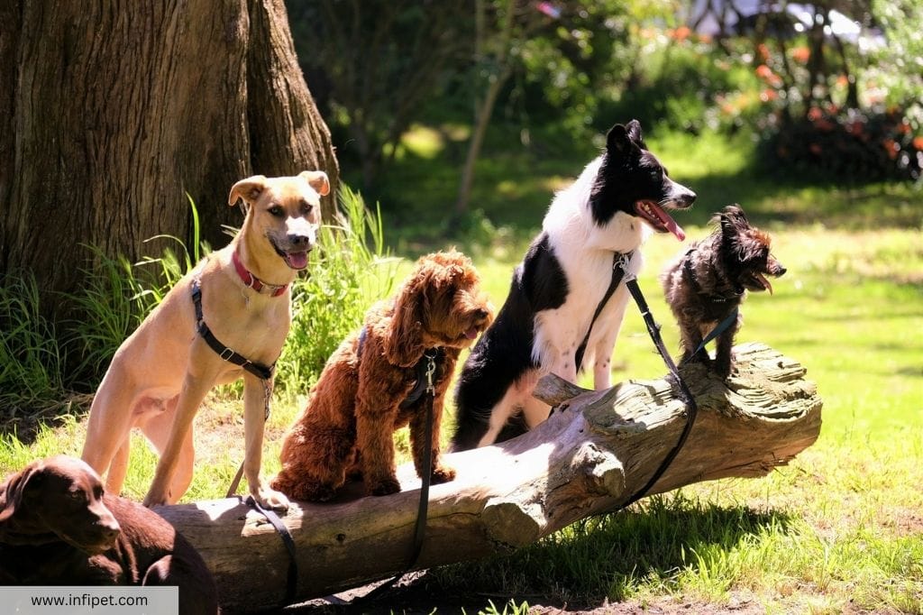 Breed-Specific Legislation in the UK