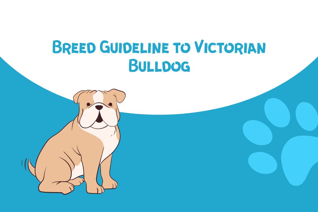 Breed Guideline to Victorian Bulldog