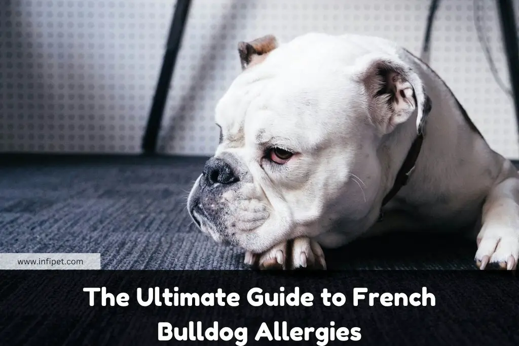 The Ultimate Guide to French Bulldog Allergies: How to Keep Your Frenchie Happy and Healthy