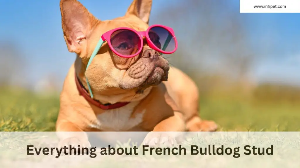 What to Expect for a French Bulldog Stud Fee: A Detailed Guide
