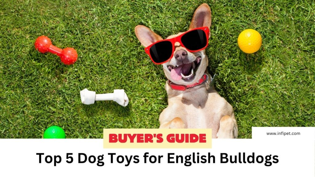 Top 5 Dog Toys for English Bulldogs: Buyer’s Guide