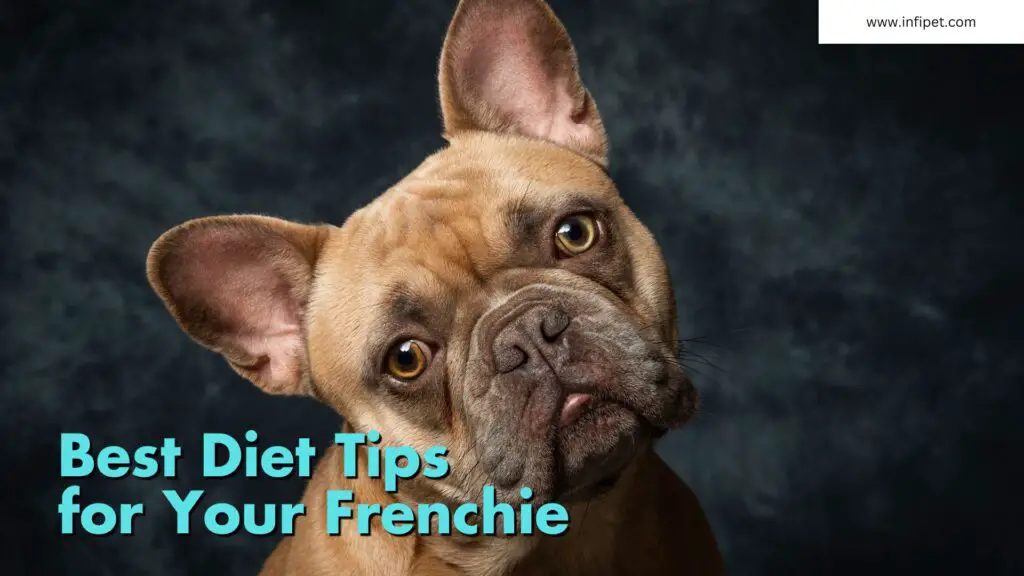 best french bulldog puppy diet
