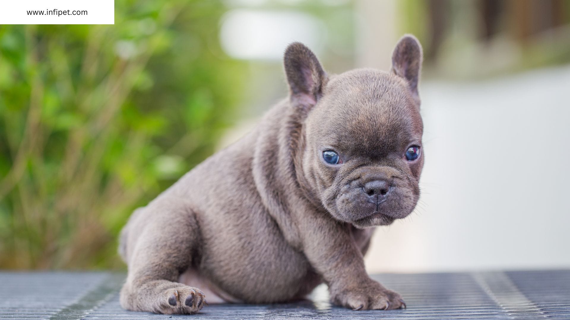 Understanding and Managing Aggressive Bulldog Behavior