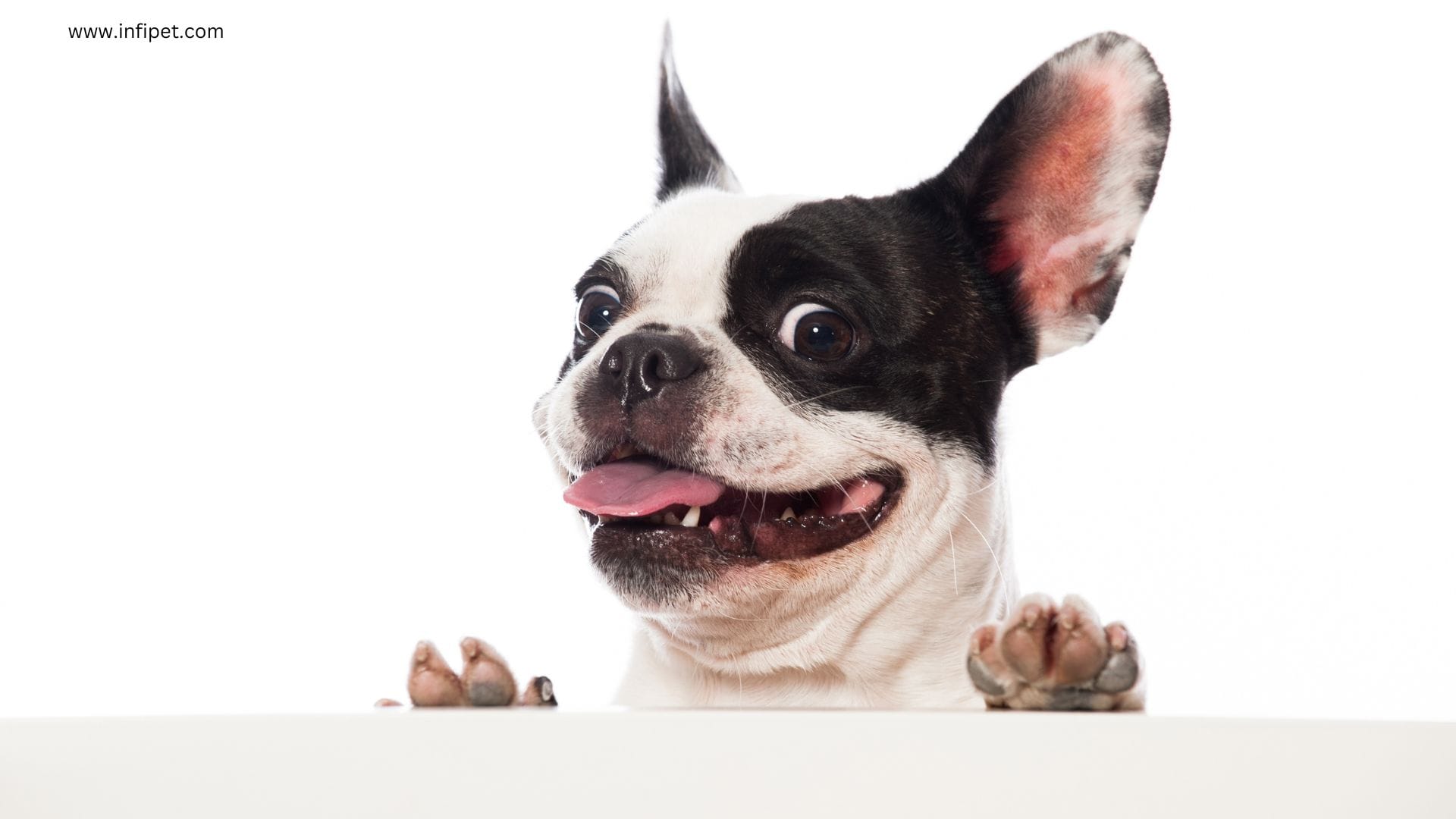 Understanding and Managing Aggressive Bulldog Behavior