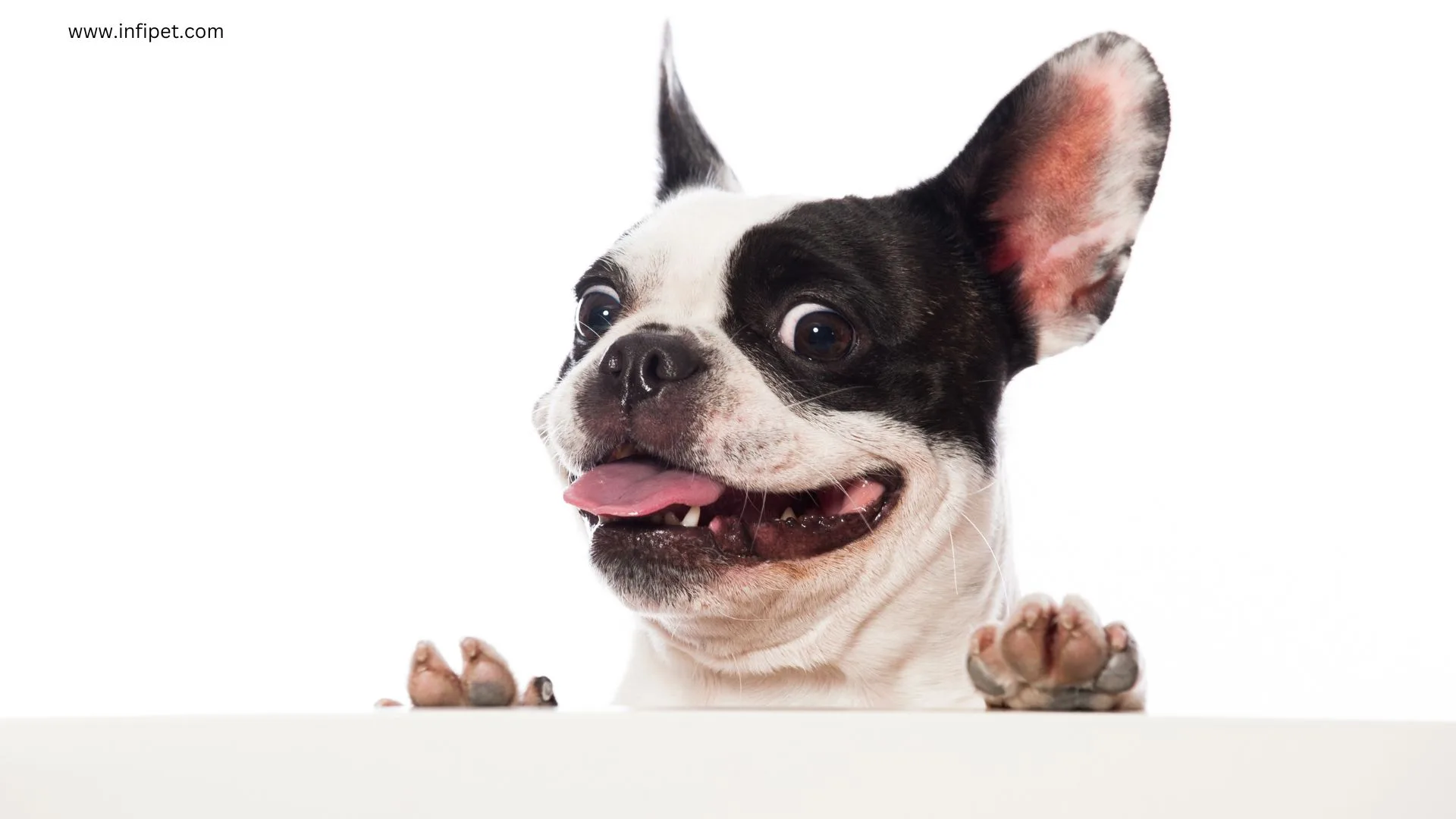 Understanding and Managing Aggressive Bulldog Behavior