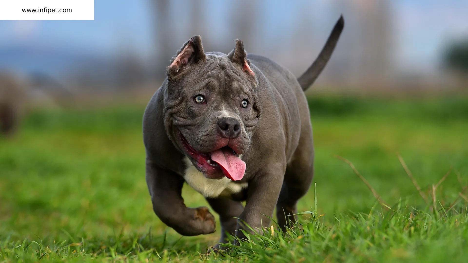 Understanding and Managing Aggressive Bulldog Behavior
