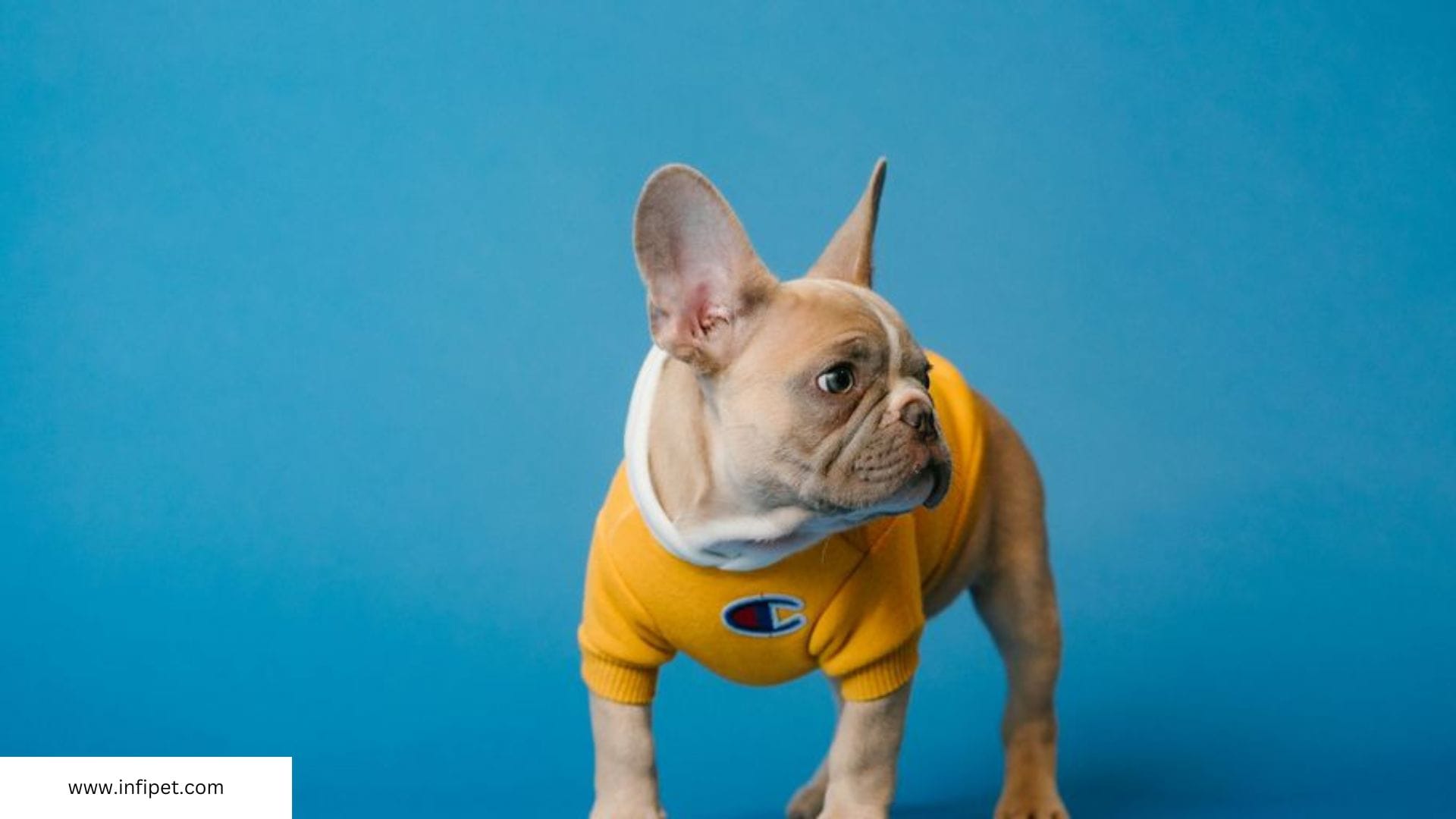 What to Expect for a French Bulldog Stud Fee: A Detailed Guide