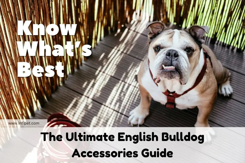 The Ultimate English Bulldog Accessories Guide - InfiPet