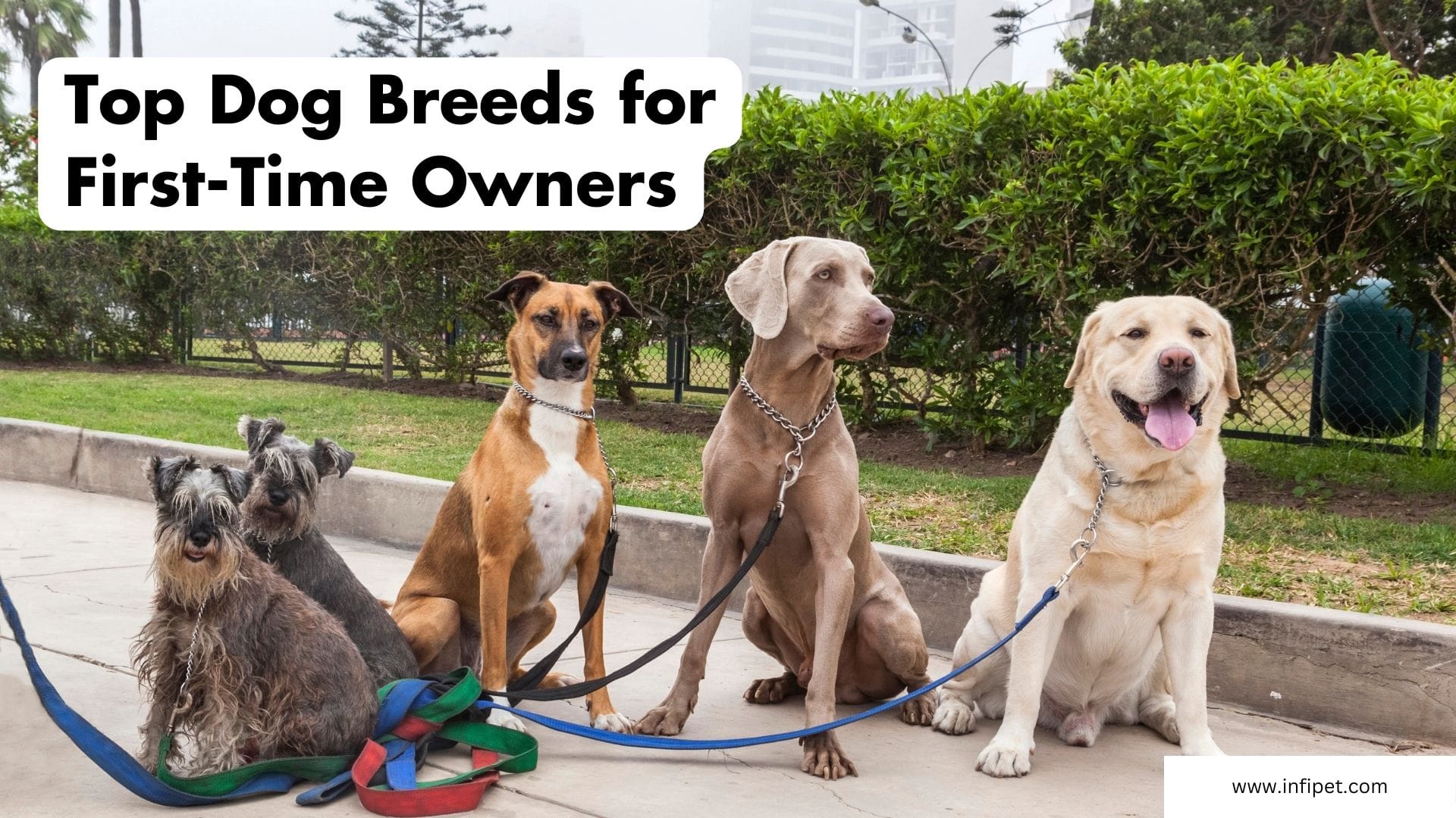 Top 10 Dog Breeds for FirstTime Owners All in One Guide