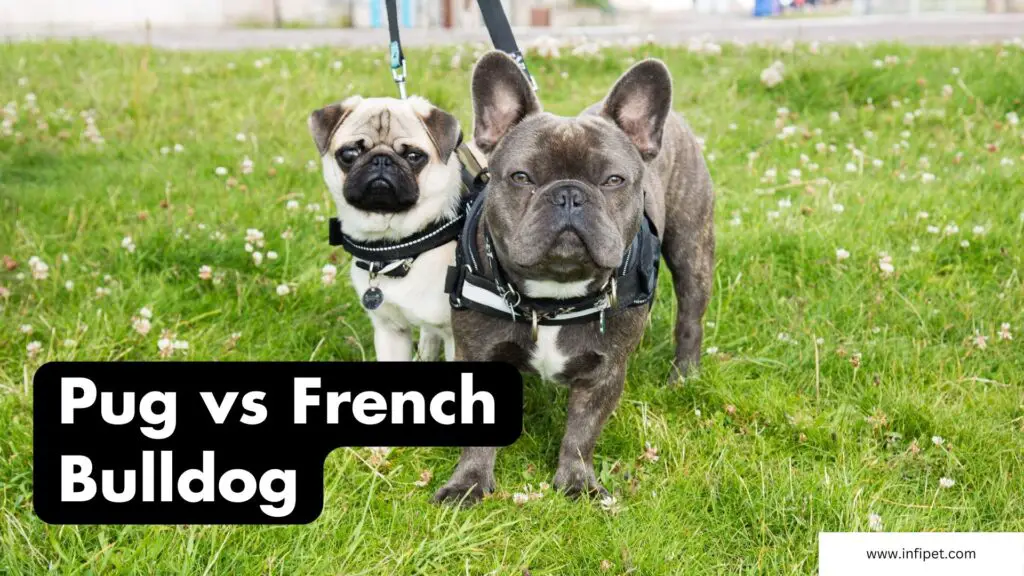 Pug or French Bulldog: Who is the Best?