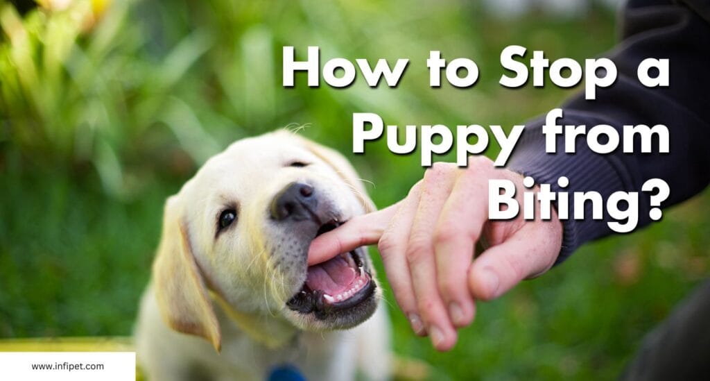 Stop Puppy Biting