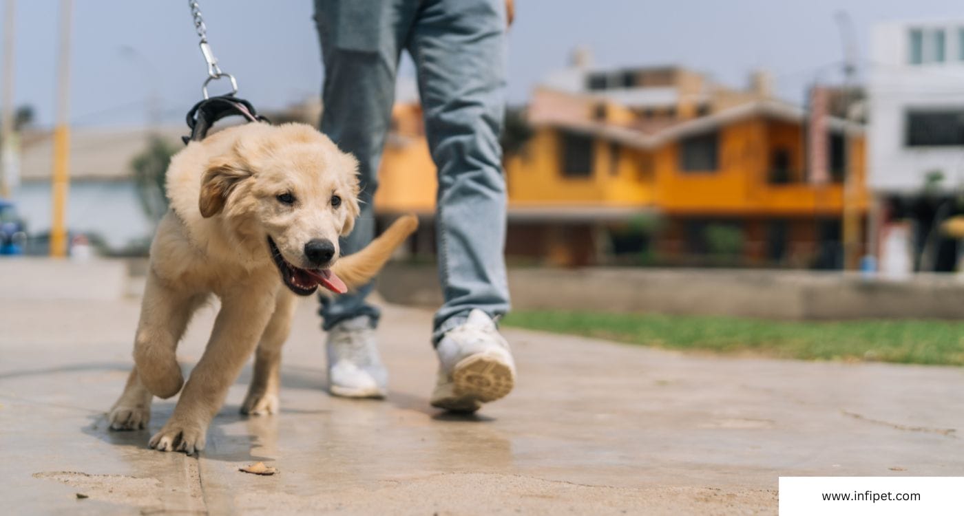 Walking golden retriever adolescent