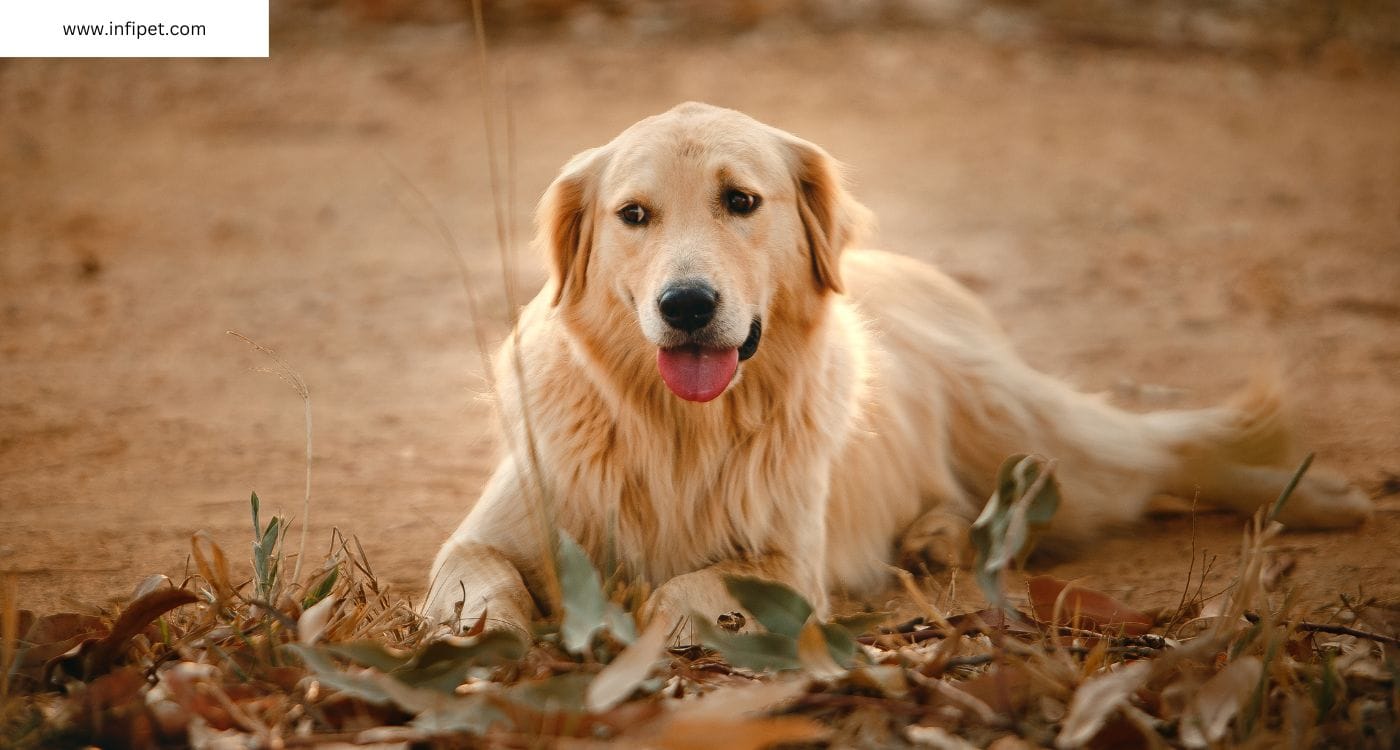 Adult Golden Retriever