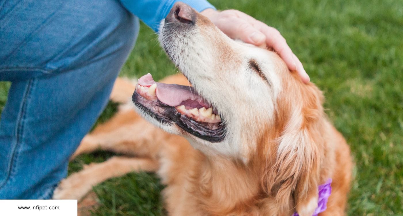 Happy Golden Retriever with Owner