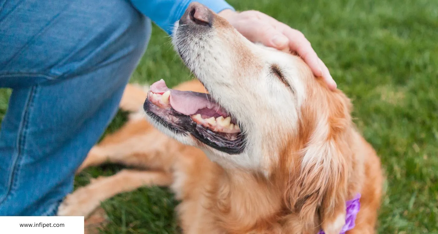 Happy Golden Retriever with Owner