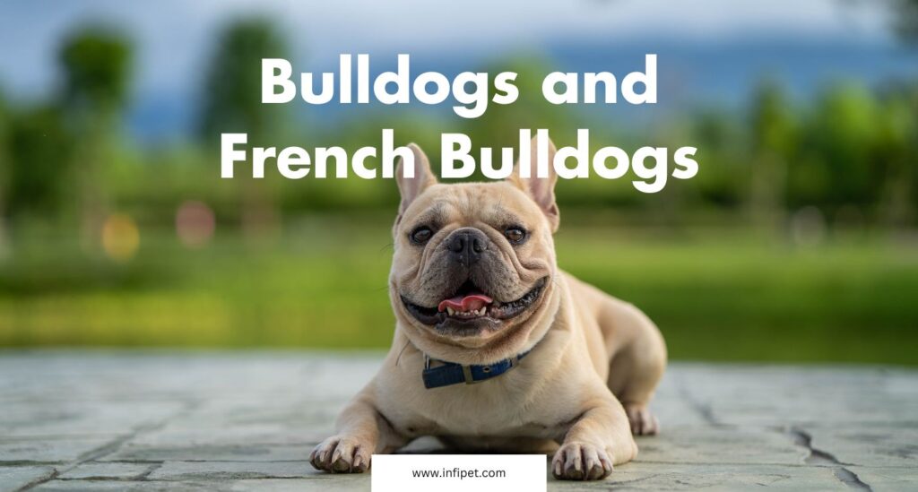 Bulldogs and French Bulldogs: What’s the Difference? - Infipet
