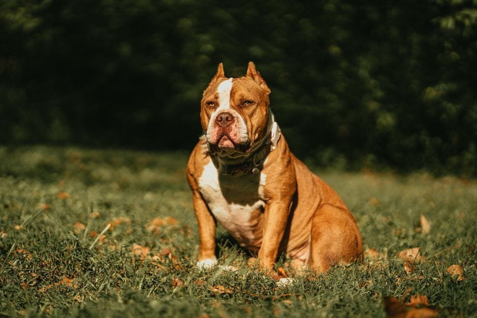 american bulldog vs american bully key differences