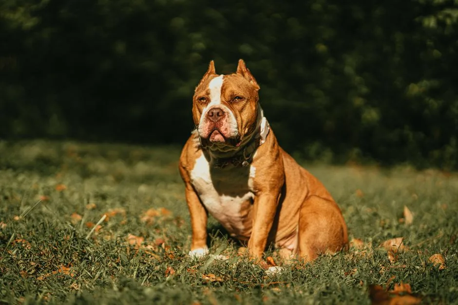 american bulldog vs american bully key differences