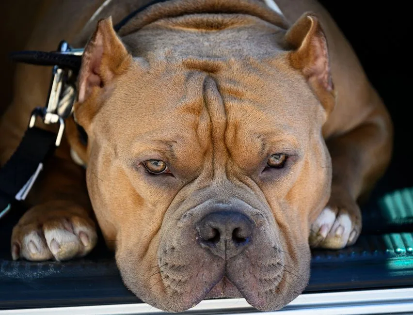 american bulldog vs american bully key differences