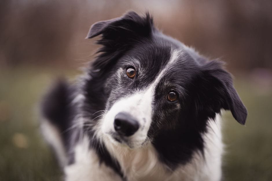 best joint supplements for dogs with hip problems