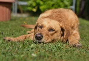 best joint supplements for dogs with hip problems