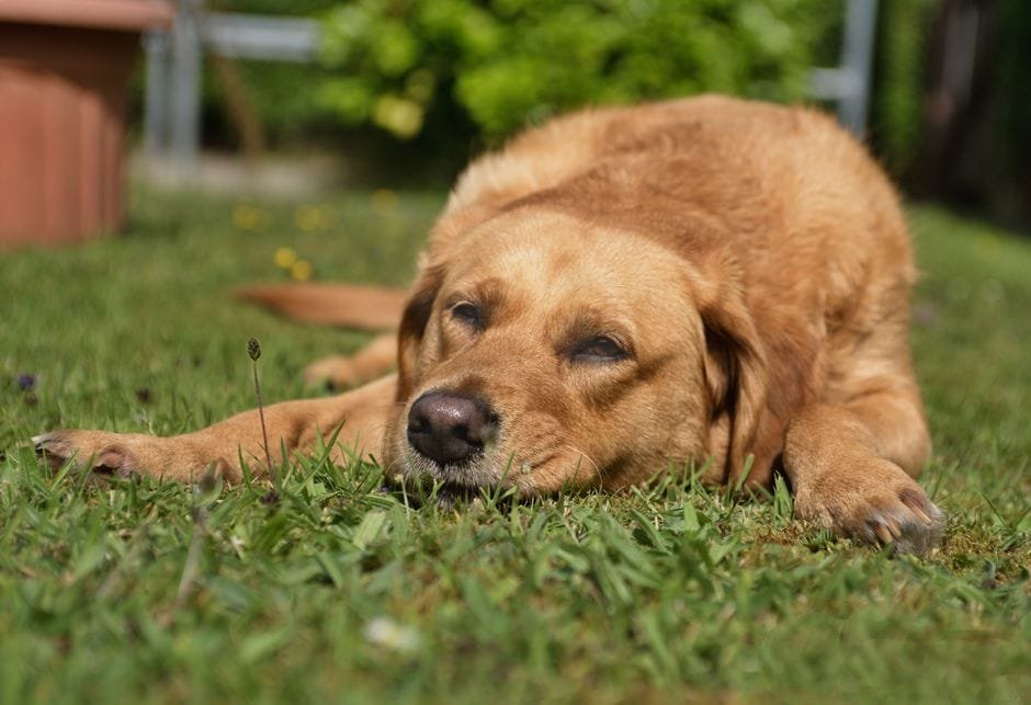 best joint supplements for dogs with hip problems