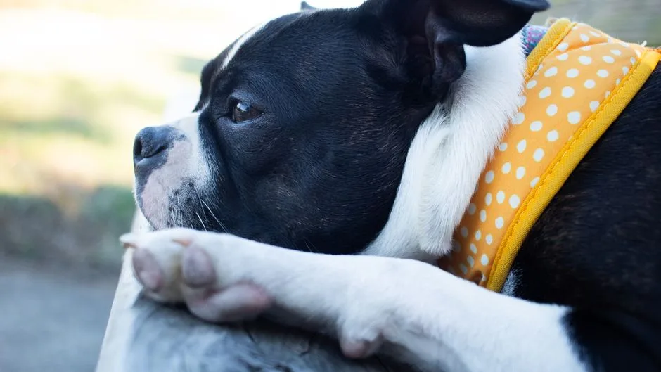 boston terrier personality traits and temperament