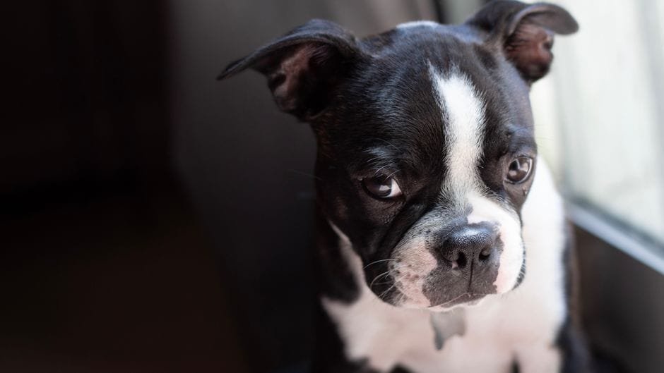 boston terrier personality traits and temperament