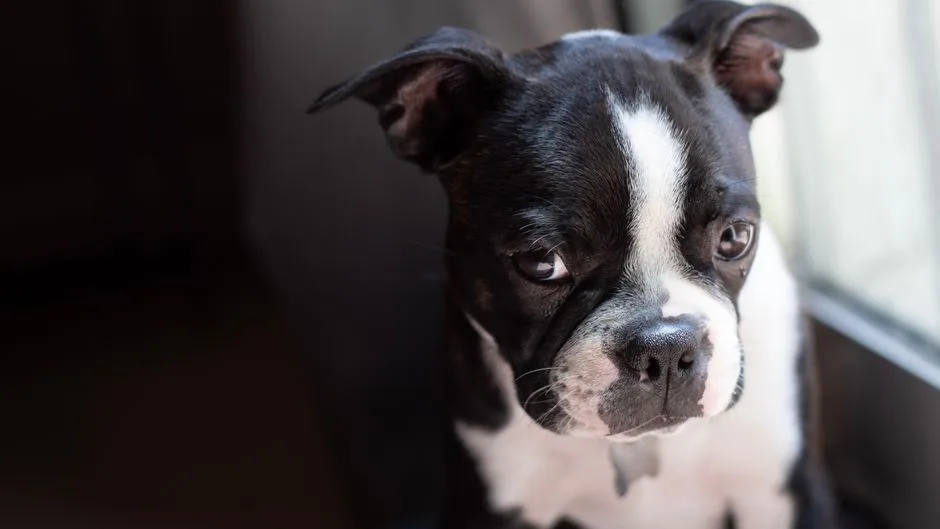 boston terrier personality traits and temperament