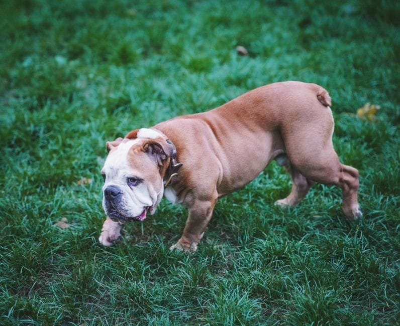 english bulldog health problems owners should prepare
