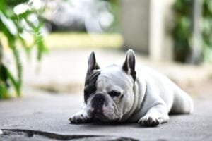 french bulldog breathing problems what owners should know