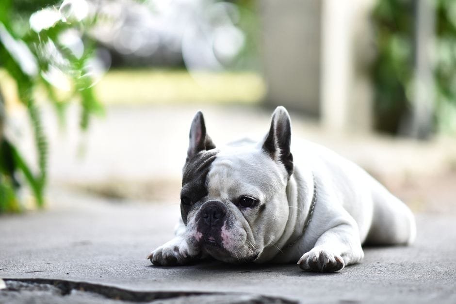 french bulldog breathing problems what owners should know