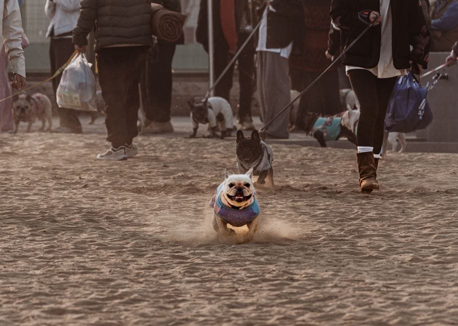 french bulldog breathing problems what owners should know