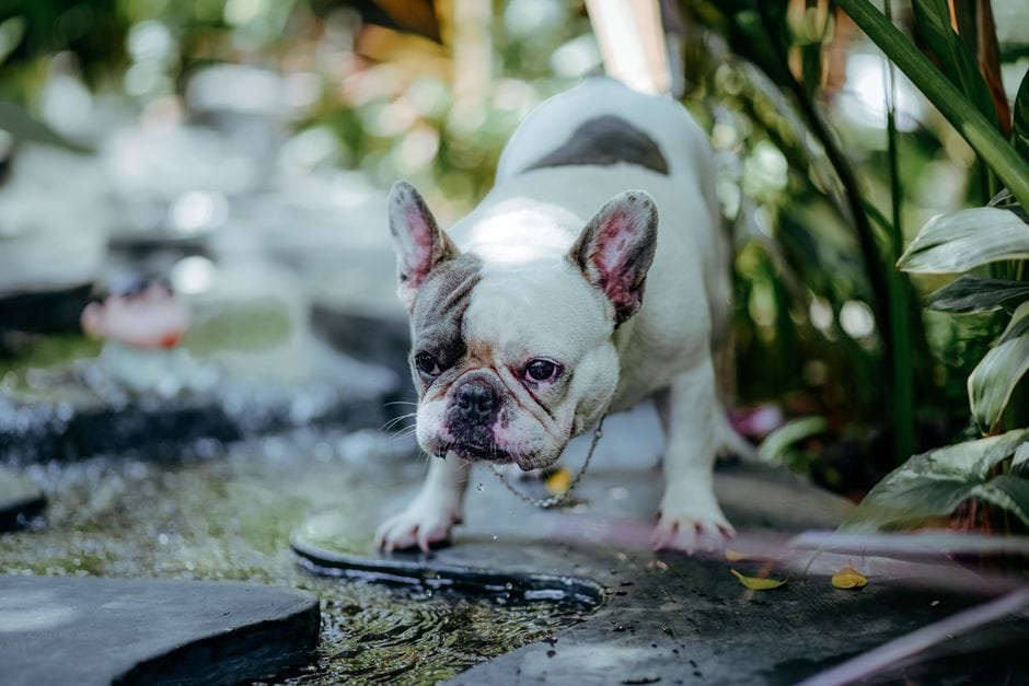 french bulldog potty training step by step guide