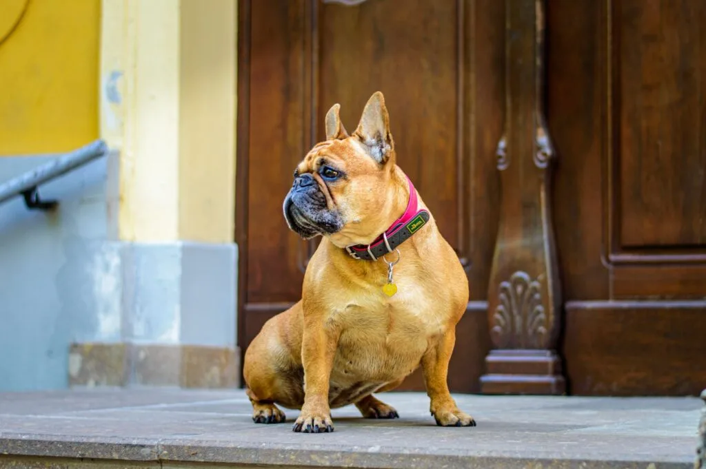 french bulldog potty training step by step guide