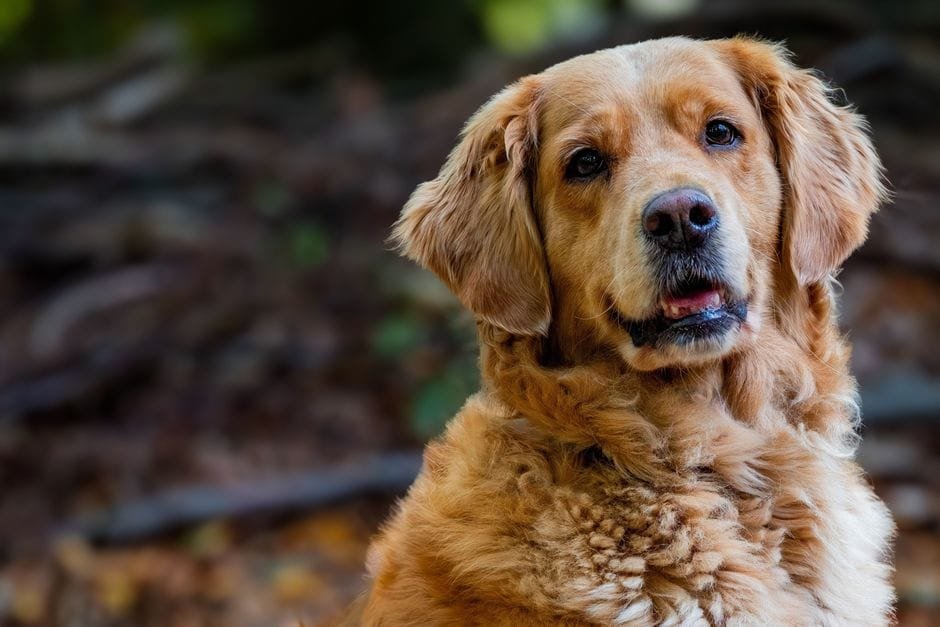 golden retriever common health issues to watch